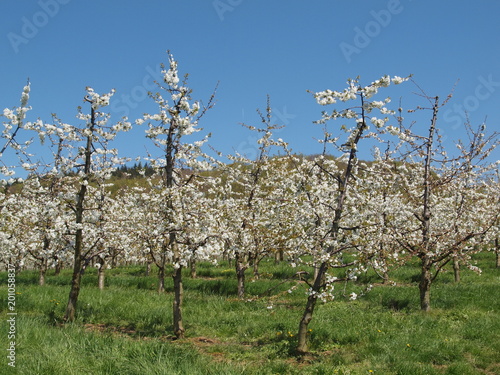 Kirschbäume photo