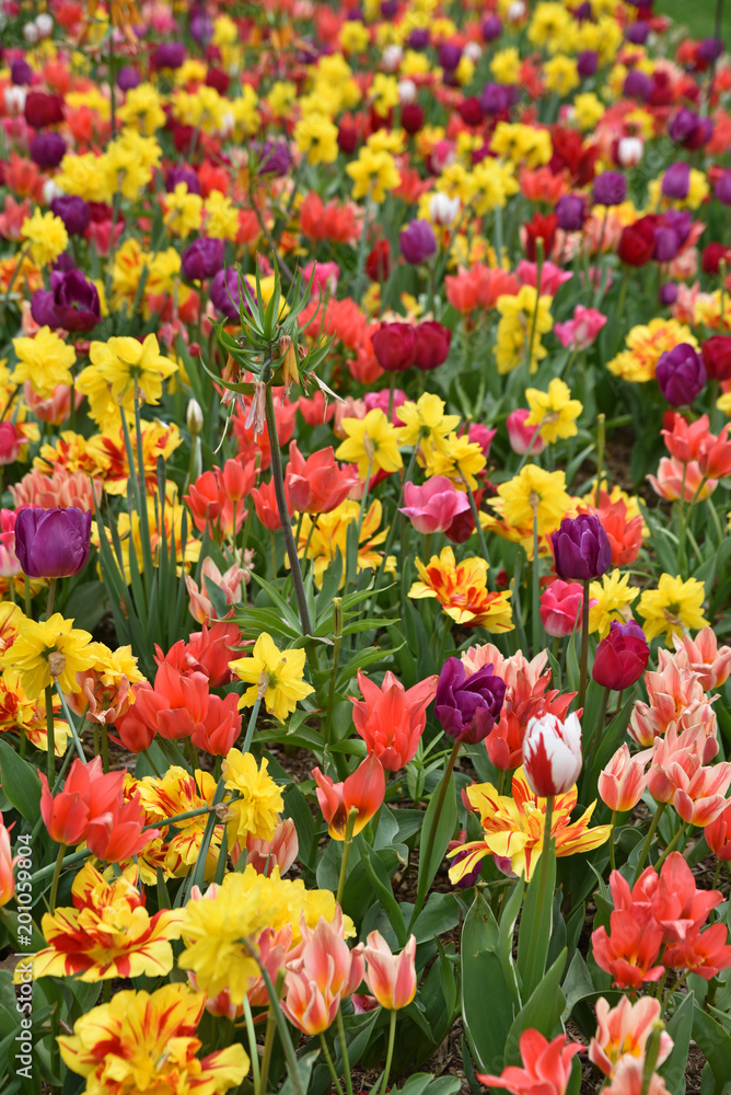 Tulipes et narcisses au printemps au jardin