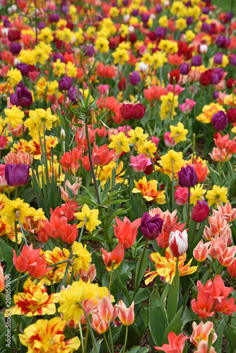 Tulipes et narcisses au printemps au jardin