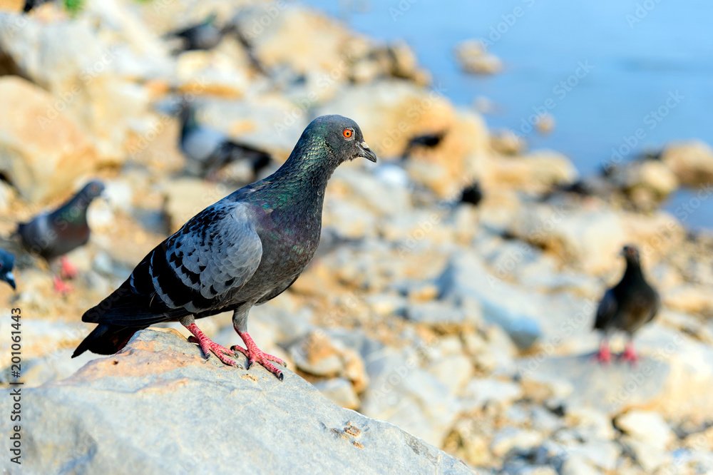 closeup pigeon (dove) with soft-focus and over light in the background closeup pigeon (dove) with soft-focus and over light in the background