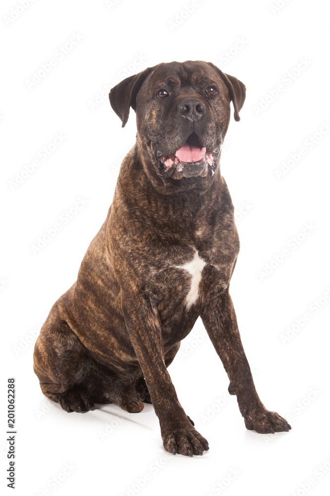 Obraz premium cane corso dog brown with tong out isolated