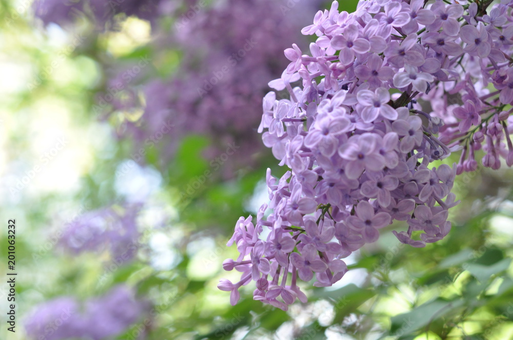 Obraz premium Pruple background with green bluring garden