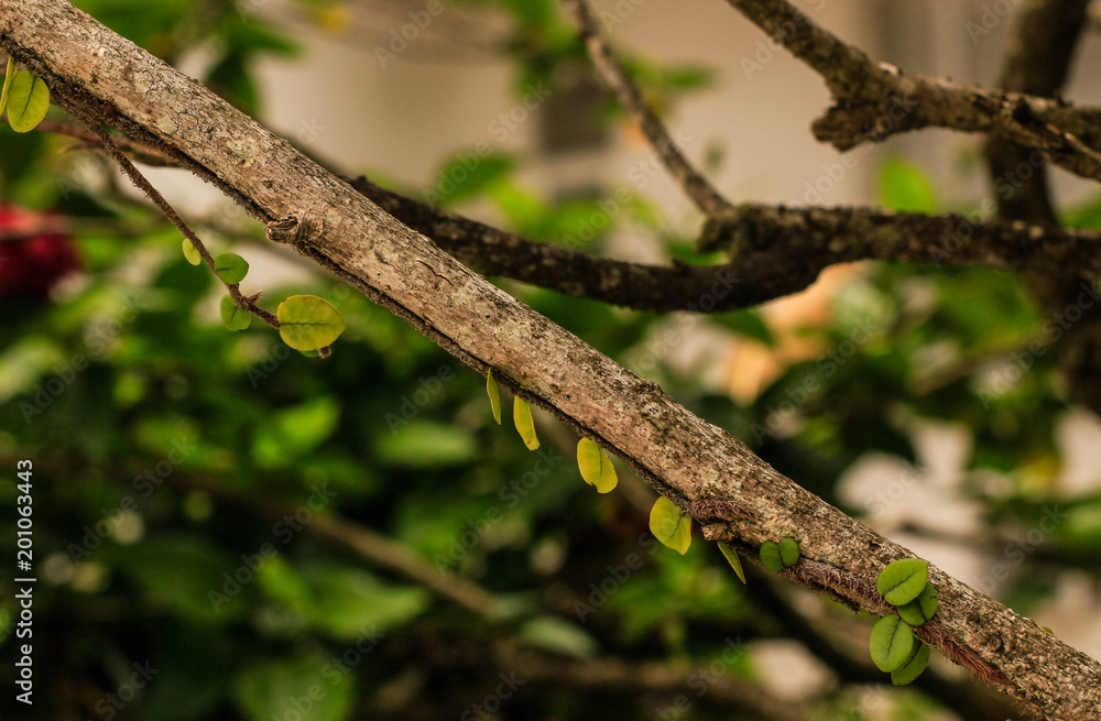 Plant growing on a tree. This photograph was taken in Matinhos, Paraná, Brazil. Plant growing on a tree. This photograph was taken in Matinhos, Paraná, Brazil.