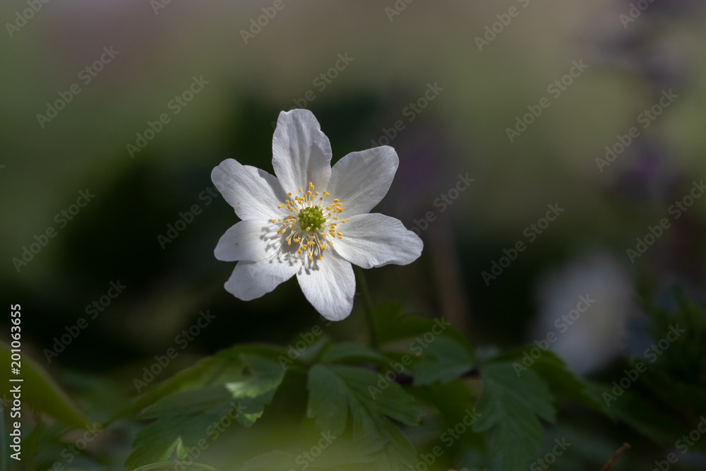 Anemone im letzten Sonnenlicht vor unscharfem Hintergrund Anemone im letzten Sonnenlicht vor unscharfem Hintergrund