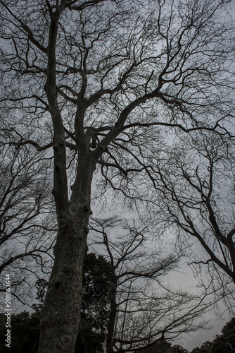 冬の樹 © hanahal
