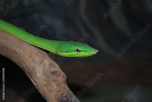 Snake green Brazil