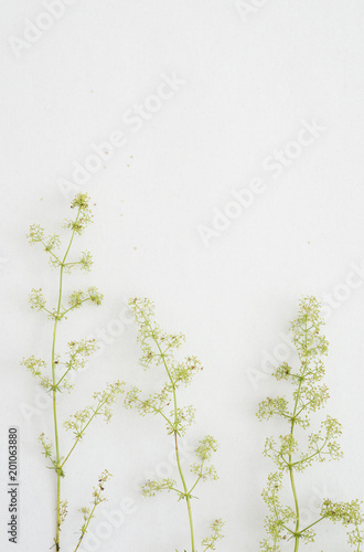 Greeting card with flowers Galium