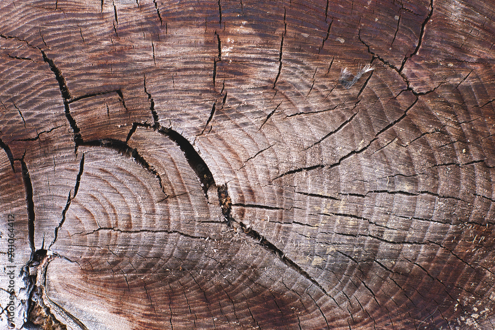Fototapeta premium Stump texture on the cut, beautiful wood texture rustic 