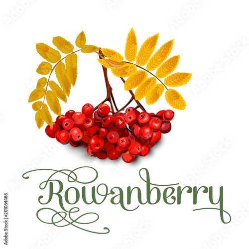 Rowanberry, leaves and berries isolated on white background.