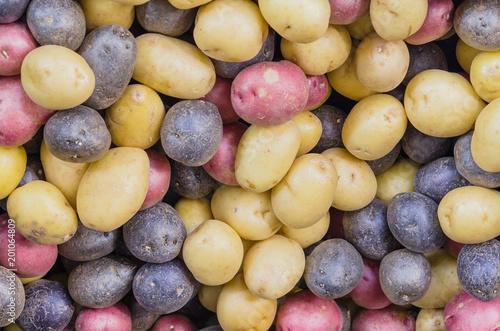 Fotografie Close-up full frame view pile of organic mixed medley potatoes at farmer market
