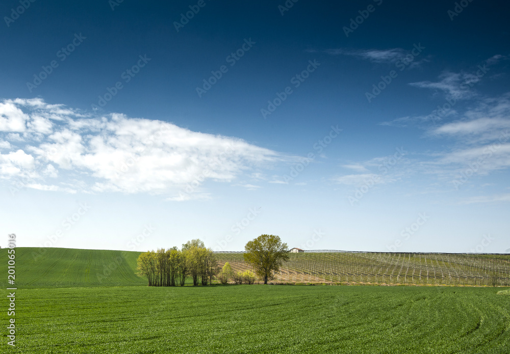 fields cultivated in spring