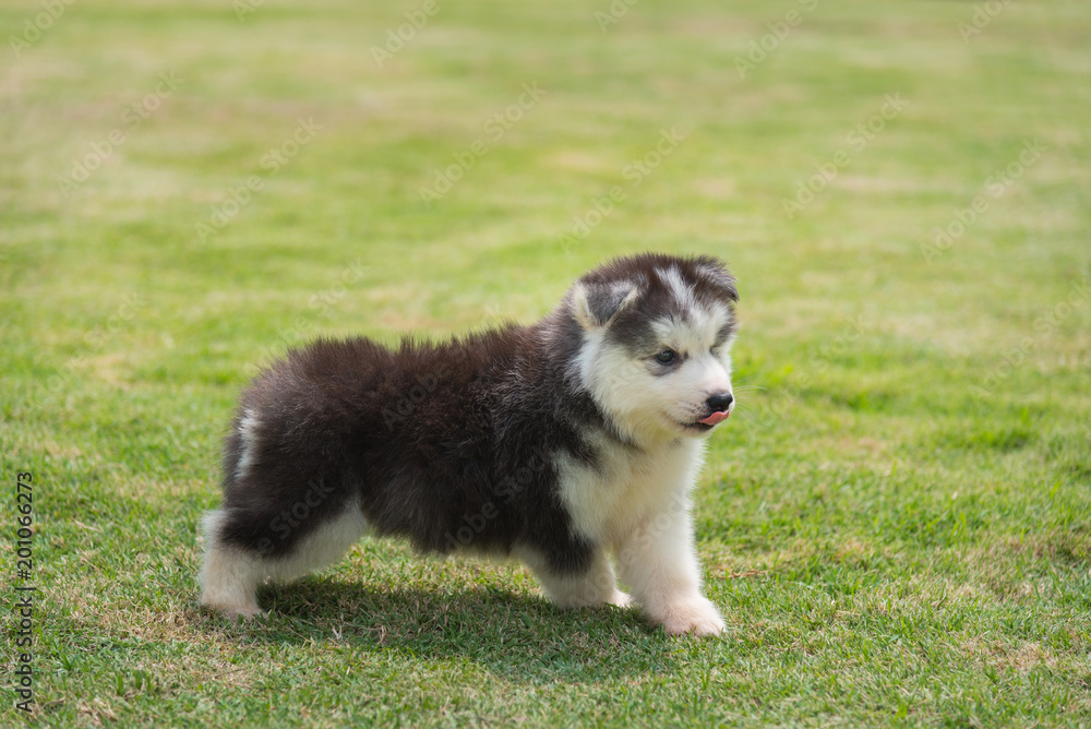 Cute siberian puppy Cute siberian puppy