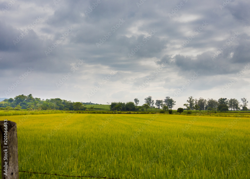 Fototapeta premium Czyste pola