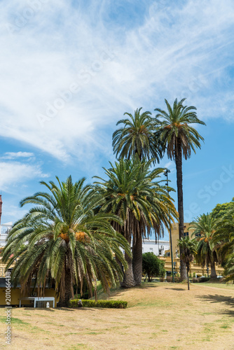 exotic palm trees in the park of Buenos Aires