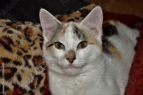 Fototapeta Naklejka Na Ścianę i Meble -  Rare White Calico Kitten, Close Up, On Leopard Background; Animal Themes, Adoptions