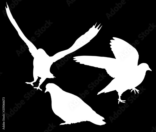 three pigeons white isolated silhouettes