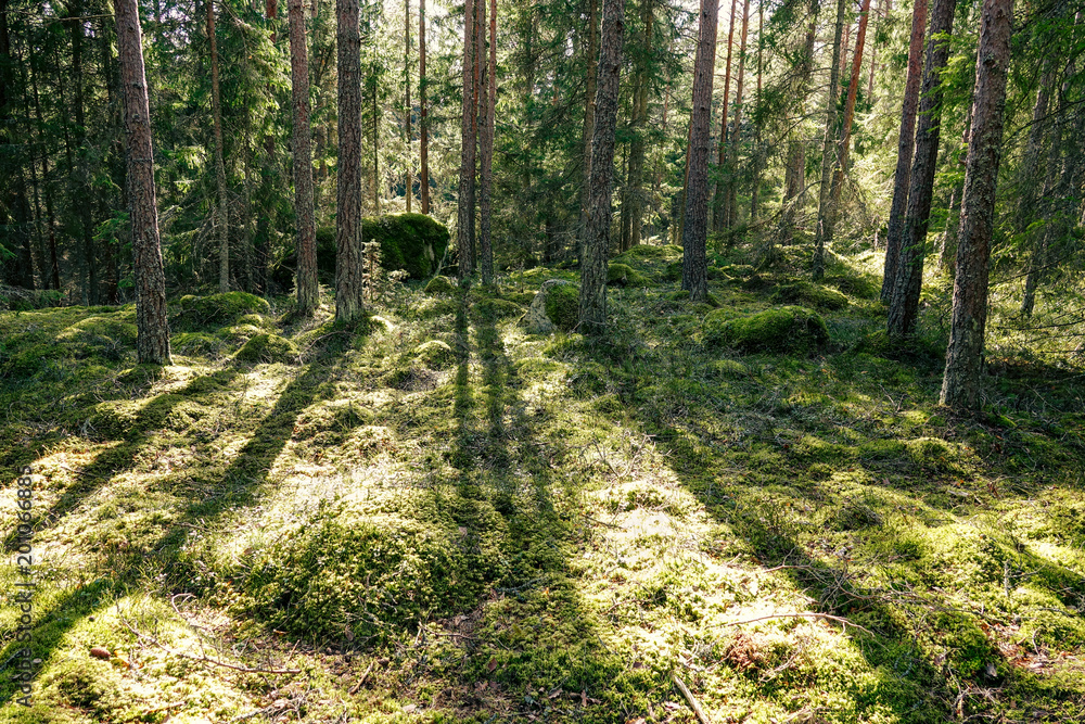 Warm, green and cozy forest. Beautiful backlit at sunset with long shadows from the trees. Warm, green and cozy forest. Beautiful backlit at sunset with long shadows from the trees.