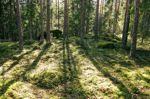 Warm, green and cozy forest. Beautiful backlit at sunset with long shadows from the trees. © Forenius