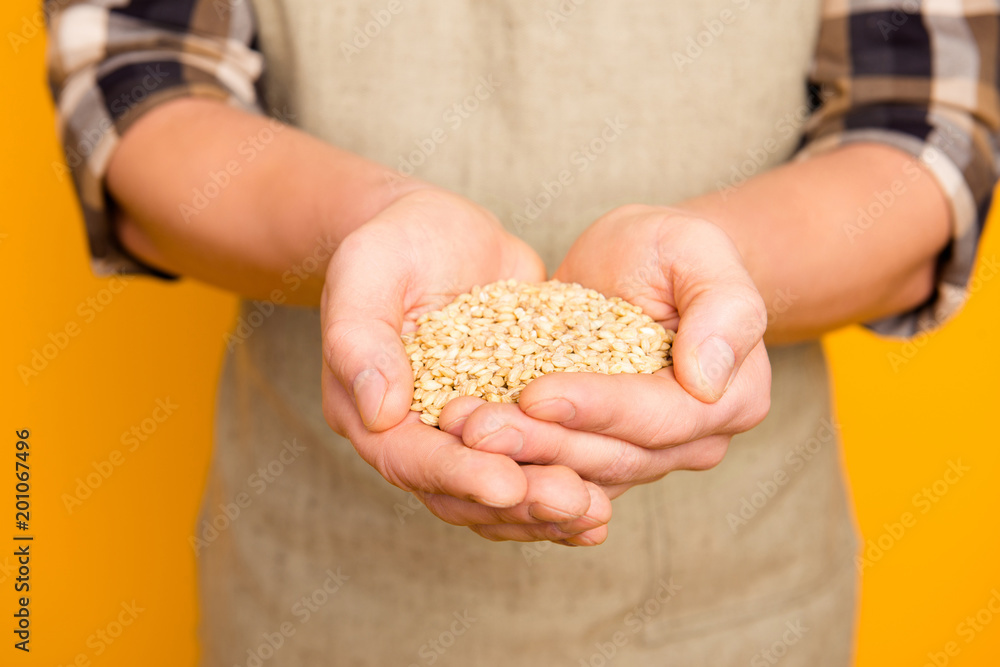 Promo present promotion. Close up photo of raw fresh aromatic domestic gmo-free golden natural wheat in strong masculine man's hands he is wearing checkered shirt isolated on bright yellow background Promo present promotion. Close up photo of raw fresh aromatic domestic gmo-free golden natural wheat in strong masculine man's hands he is wearing checkered shirt isolated on bright yellow background