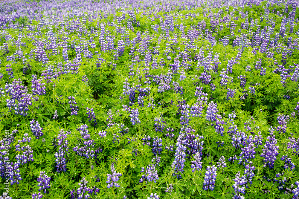 Green meadow with Lupine nootkatensis flowers
