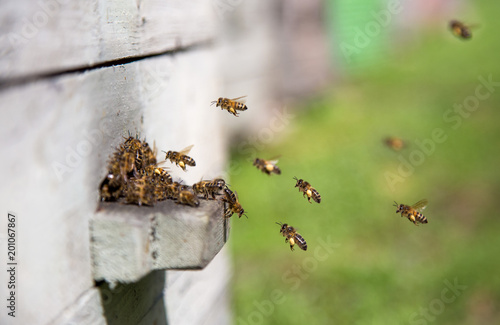 Bees landing at the beehive with pollen on the legs © Mateusz