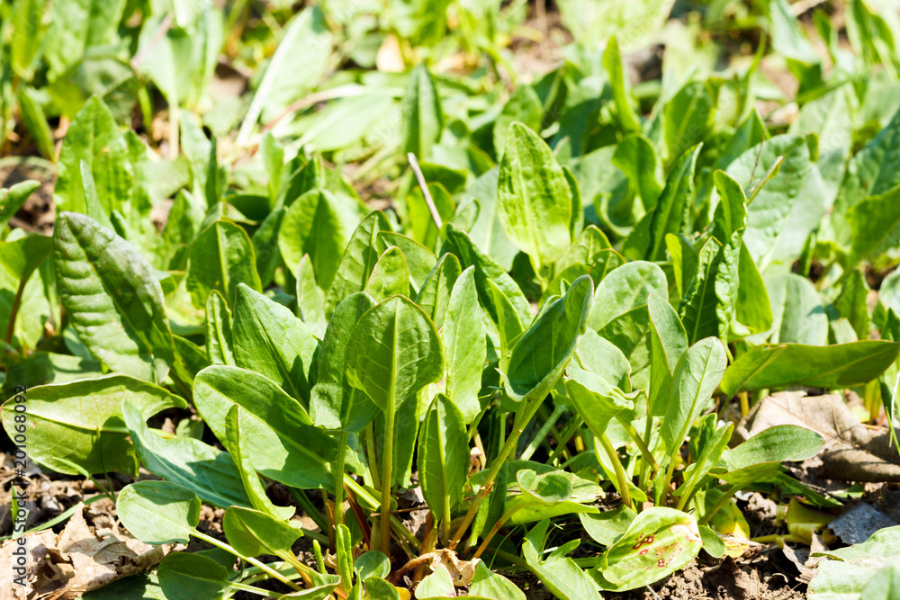 Green bay leaves in ground on bush nature background Green bay leaves in ground on bush nature background
