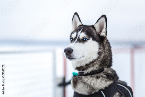 Siberian Husky looks like cute wolf with dog-collar  blue eyes  raised up ears  thick fur gray  white and black colour on the background of cold winter snow landscapes. Beautiful portrait