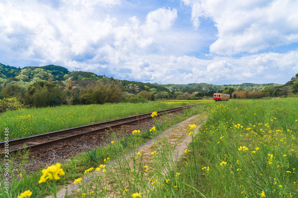 【千葉】小湊鉄道と菜の花畑