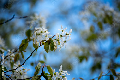 Weiße Blumen