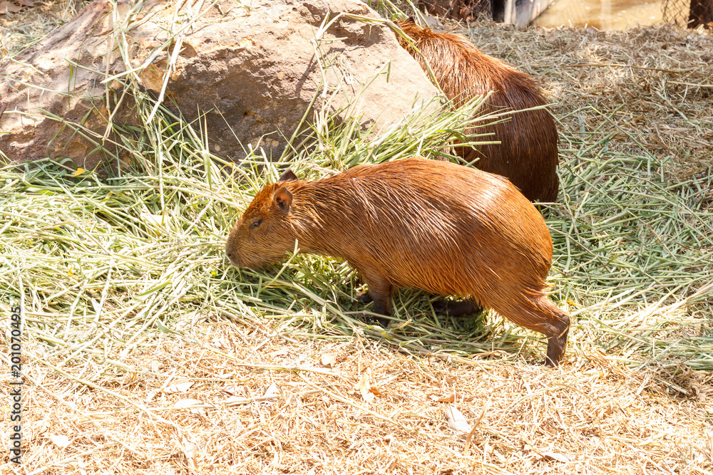 Capybara (Hydrochaeris hydrochaeris) Capybara (Hydrochaeris hydrochaeris)