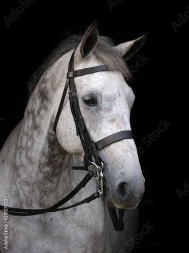Grey Horse Head Shot © Nigel Baker
