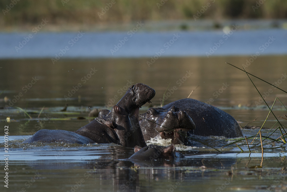 Naklejka premium Hippopotamus , Kruger National Park , Africa