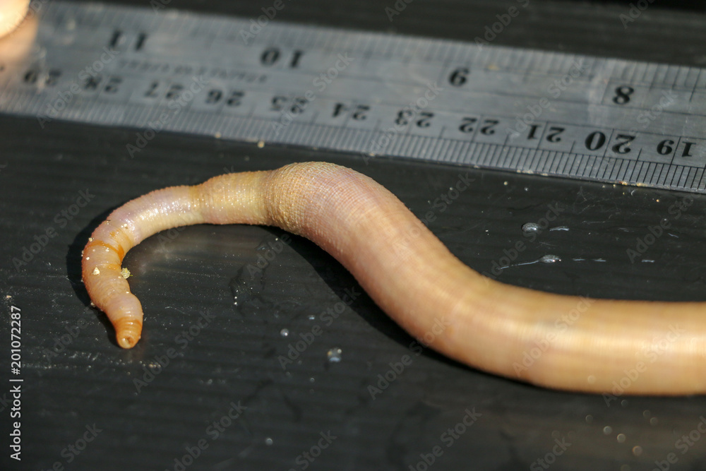 Nemertea is a phylum of invertebrate animals also known as ribbon worms