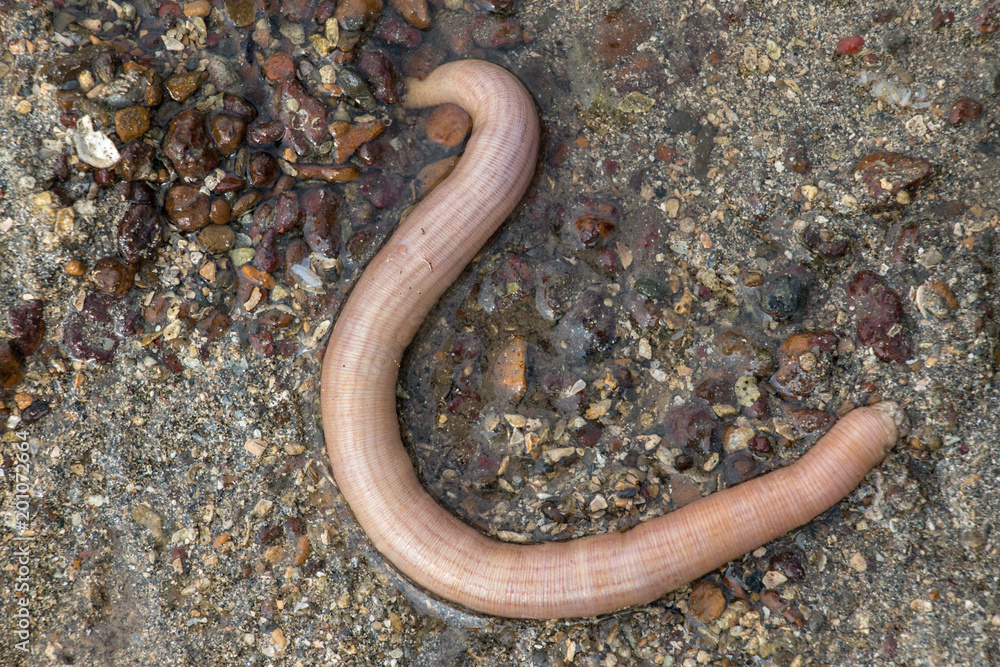 Nemertea is a phylum of invertebrate animals also known as ribbon worms