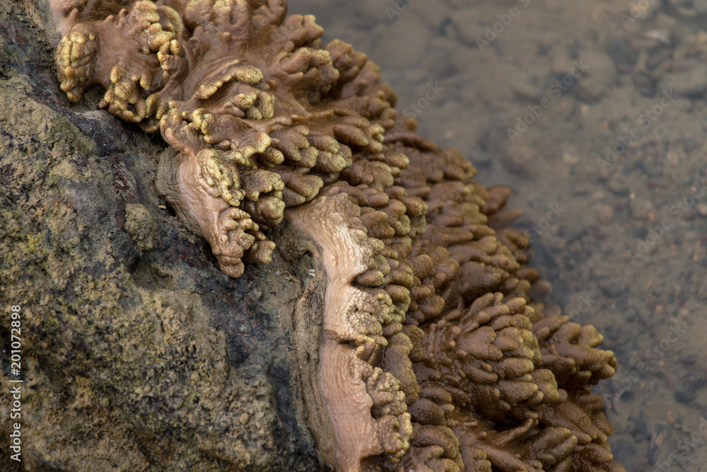 Alcyonacea, or soft corals, is an order of corals which do not produce calcium carbonate skeletons  for education  in the Sea.