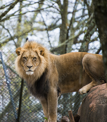 Lion in Zoo