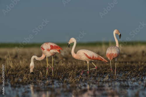 Flamingos, Patagonia Argentina