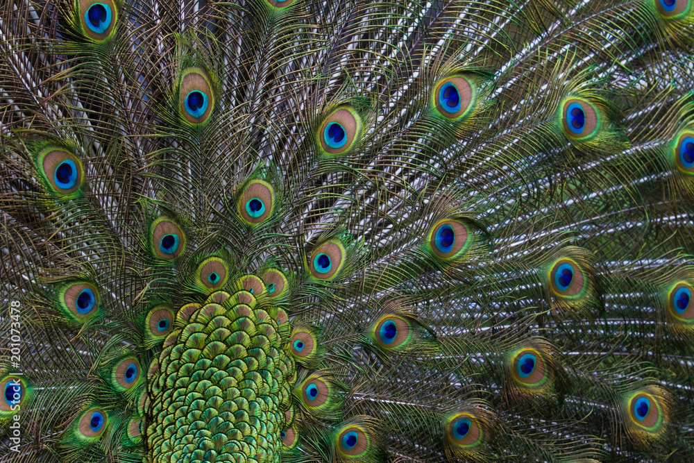 Obraz premium Peacock feathers