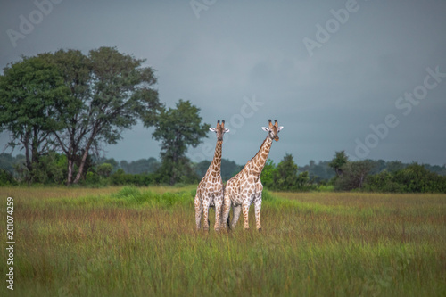 Thornicroft Girafe sanding in the bushveld in South Luangwa National Park, Zambia, Southern Africa	(Giraffa) photo