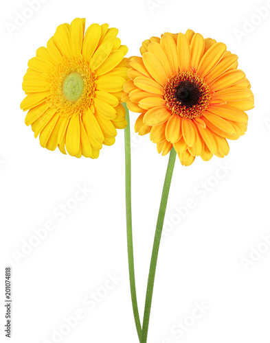 Two wonderful Gerberas (Daisies) isolated on white background, including clipping path. Germany © Olaf Simon