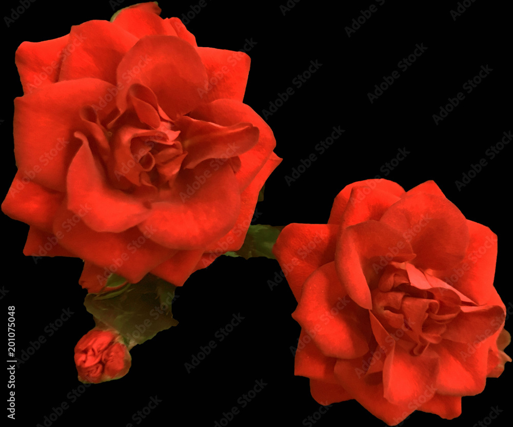 Rose rosse Rose rosse