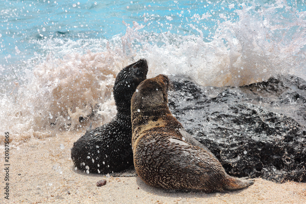 Fototapeta premium Młode lwa morskiego z Galapagos bawią się w piasku i falach na plaży na Wyspach Galapagos. Zwierzęta i przyroda na Galapagos, Ekwador, Ameryka Południowa. Słodkie zwierzaki.