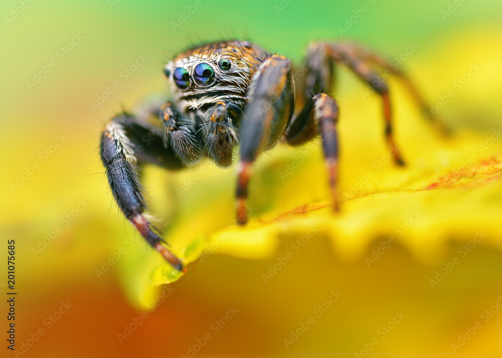 Extreme sharp and detailed portrait of polish jumping spider macro Extreme sharp and detailed portrait of polish jumping spider macro