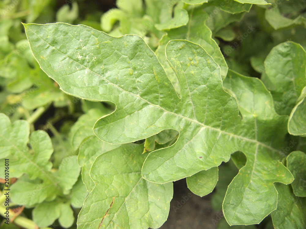 Green leaves Green leaves