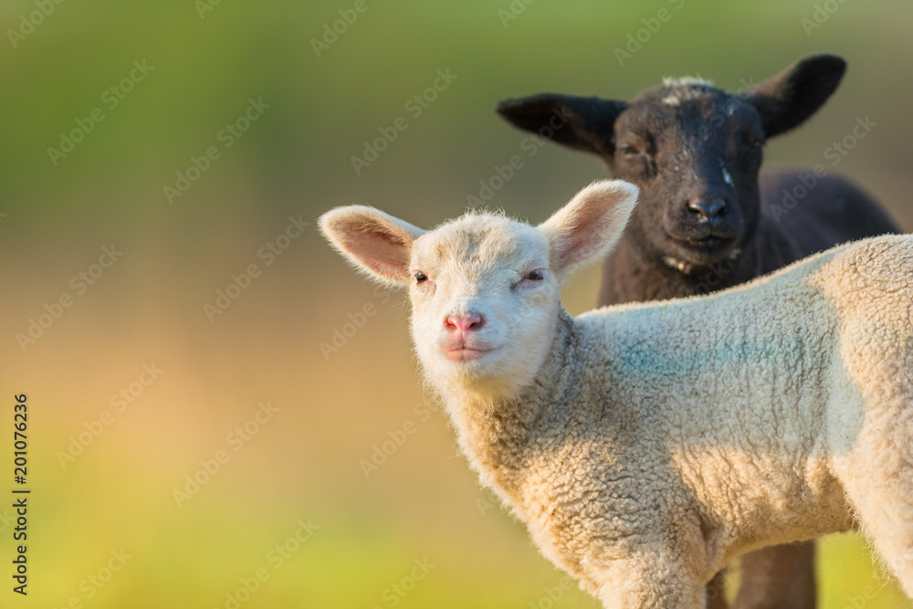 Portrait of cute different black and white young lambs on pasture