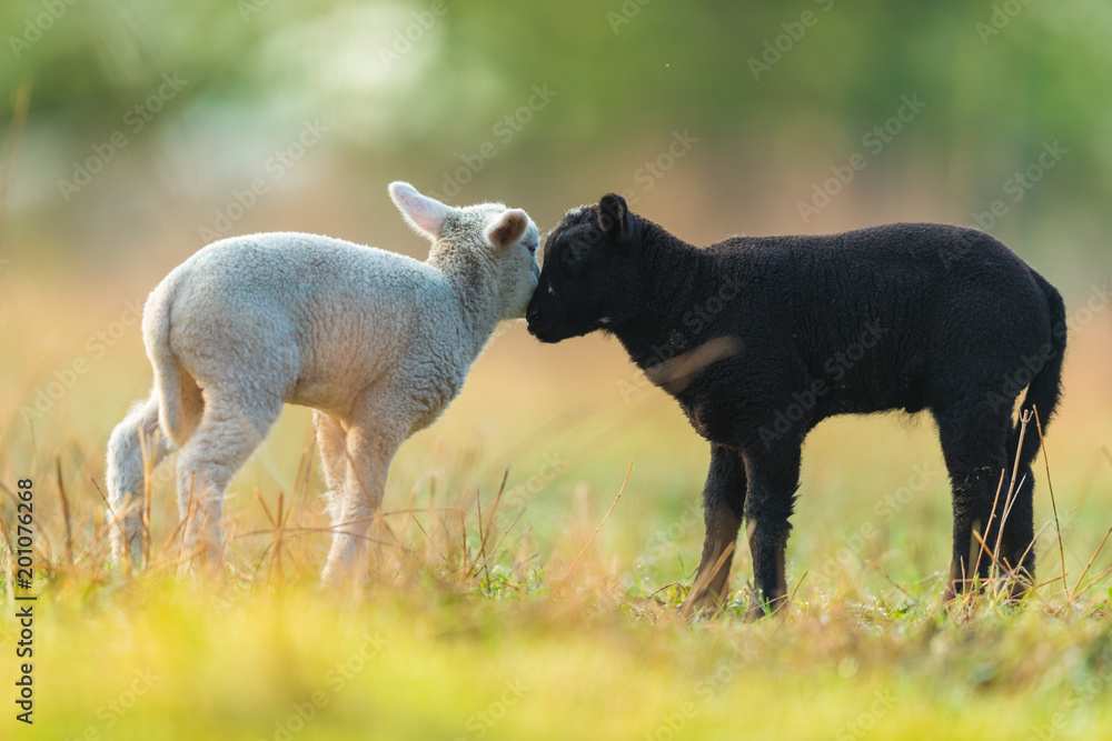 Obraz premium Cute different black and white young lambs on pasture