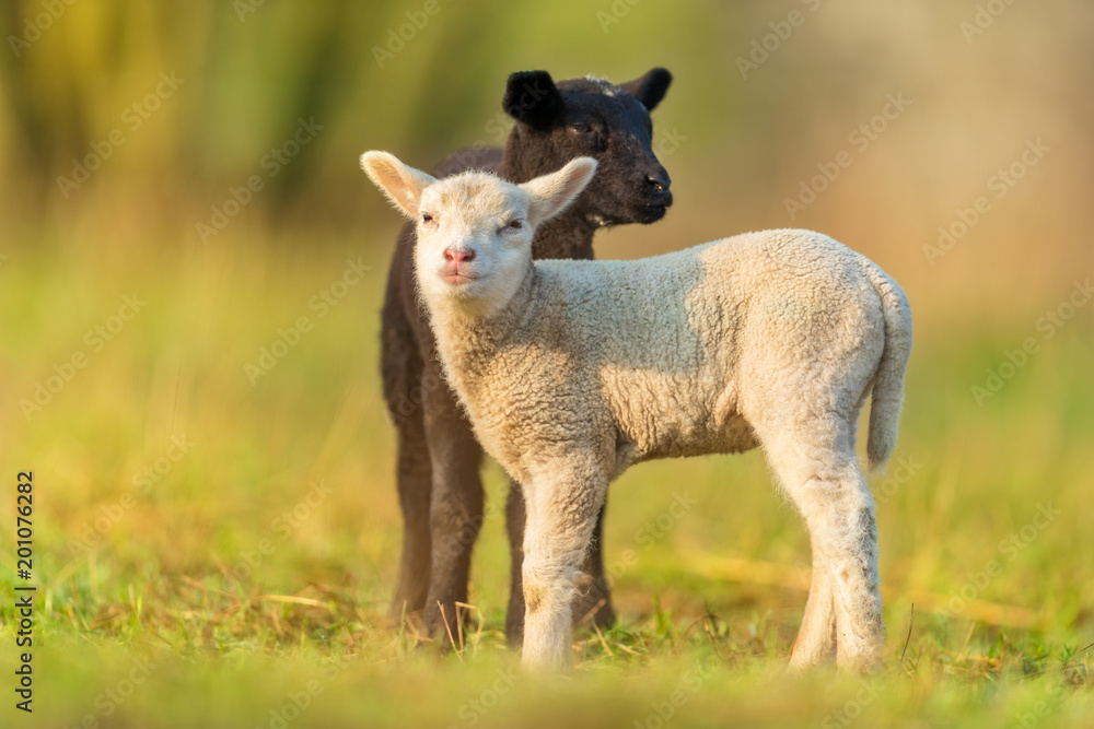 Naklejka premium Cute different black and white young lambs on pasture