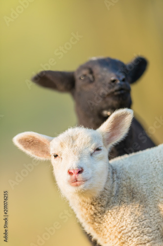 Portrait of cute different black and white young lambs on pasture