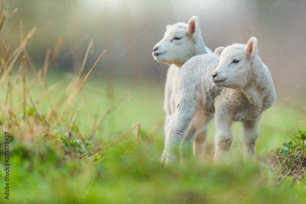 Fototapeta premium Śliczne młode jagnięta na pastwisku, wczesnym rankiem na wiosnę.