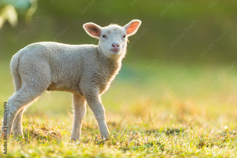 Fototapeta premium Cute young lamb on pasture, early morning in spring.